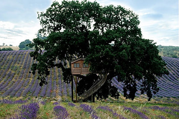 lavender field, purple, big, field, lavender, house, tree HD wallpaper