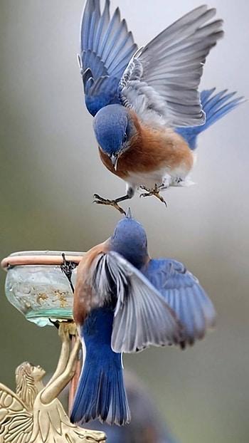 Animal, bird HD phone wallpaper