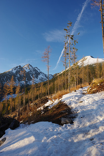 Winter, Nature, Trees, Snow, Mountain HD phone wallpaper