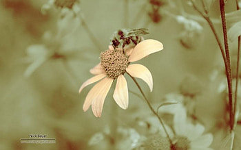 Bee & daisy sepia, softness, graphy, spring, bee, abstract, flower, animals, close-up, macro, garden, sepia, insects, grass, seasons, summer, daisy, nature HD wallpaper