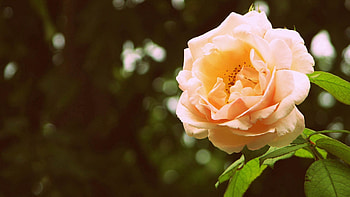 Flowers, Rose Flower, Rose, Bud, Bloom, Flowering, Branch HD wallpaper