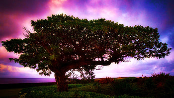 Lone tree in Poipu Beach, Kauai, hawaii, landscape, colors, sky, sunset, usa HD wallpaper