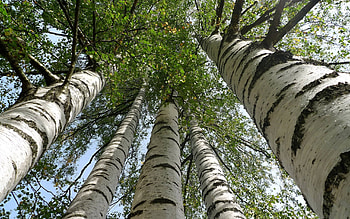Tall birch trees, Birch tree HD wallpaper