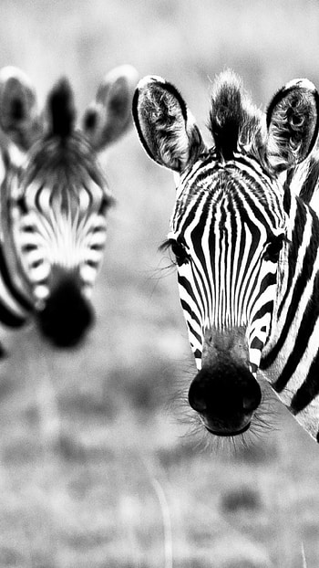 Zebra for s, s, laptops, and mobiles, Artistic animal portrayals, Captivating zebra visuals HD phone wallpaper