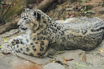 Snow Leopard HD wallpaper