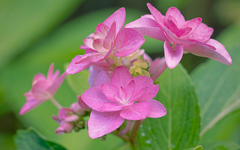 Hydrangea, Belgium, macro, flower HD wallpaper