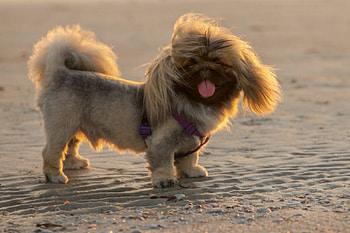 Dog, sweet, animal, dogs, cute, beautiful, puppys, puppy, pretty, animals, lovely HD wallpaper