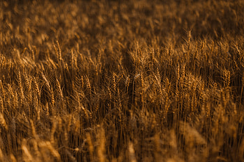 Nature, Grass, Gold, Field, Ears, Golden, Spikes HD wallpaper