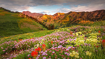 Summer magic at Alta, Utah, wildflowers, clouds, landscape, sky, mountains, rocks, usa HD wallpaper