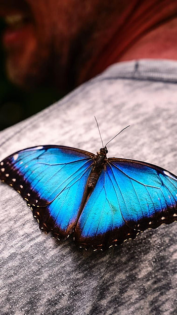 Blue Butterfly, Beautiful Aesthetic HD phone wallpaper
