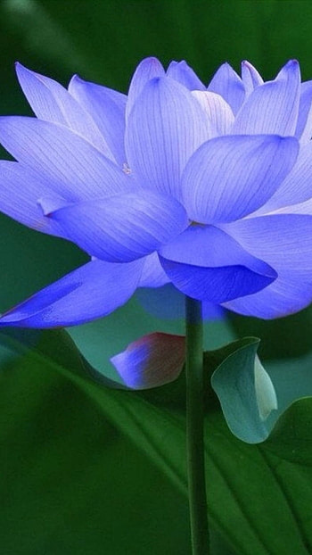 Lotus Flower, Purple Lotus HD phone wallpaper