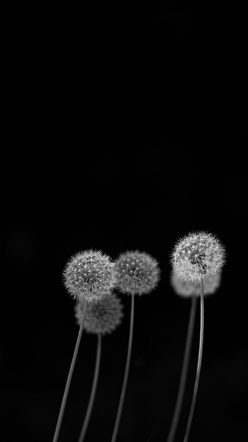 Black And White, Dandelion HD phone wallpaper