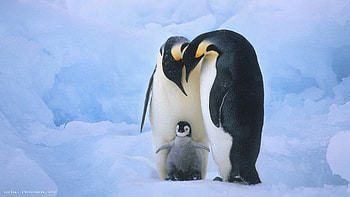 Penguin family , Adorable penguins HD wallpaper