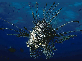 Lionfish, fish, animals HD wallpaper