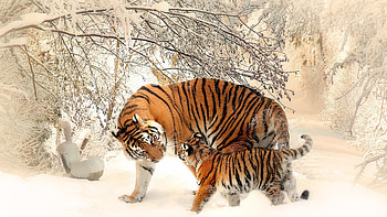 Nature tiger baby, Winter snow, Wildlife graphy, Cats mammals HD wallpaper