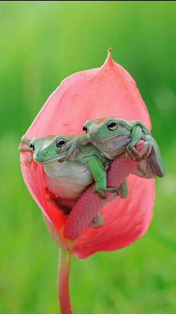 Cute Frog, Adorable, Cute, Frog HD phone wallpaper