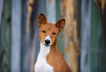 Basenji Dog, Healthy puppies, Cost of ownership, Pawleaks insights HD wallpaper