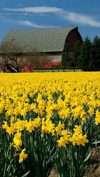 Daffodil, Farm HD phone wallpaper