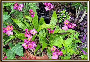 FRAMED FLOWERS, NATURE, FLOWERS, , FRAMED HD wallpaper