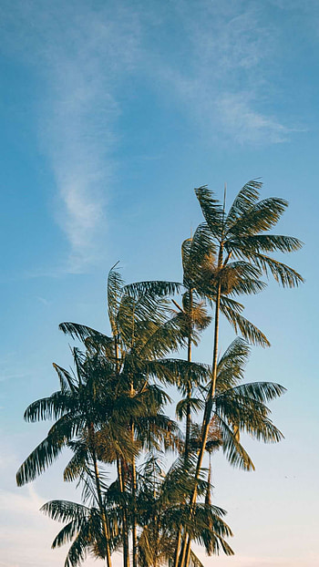 Palm tree wonderland, Blissful getaway, Nature's green giants, Tree of paradise HD phone wallpaper