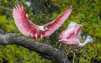 Pink Birds, pink, birds HD wallpaper