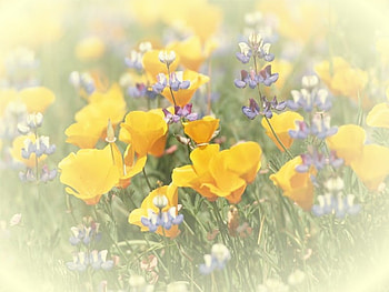Afternoon Delight, sunshine, complementary colors, wonderful, summer, purple, light, field, yellow, flowers, forever HD wallpaper
