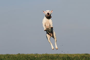 A joyful bull terrier dog leaps high in an open grassy field on a sunny day. HD wallpaper