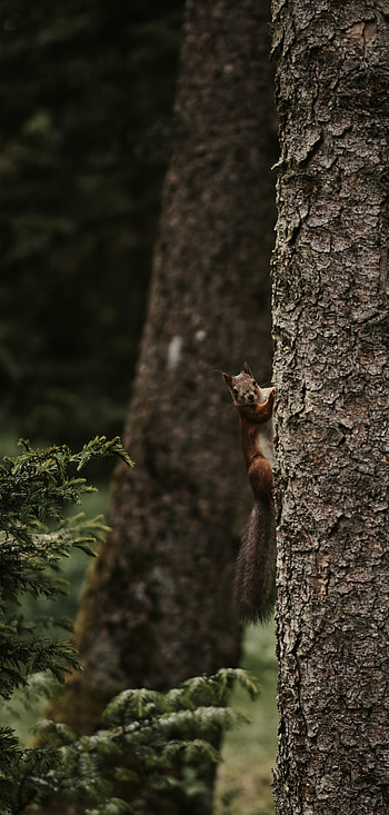 Funny, Animals, Squirrel, Wood, Tree, Rodent HD phone wallpaper