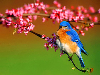 April song, branch, pink blossoms, bluebird, green, spring, tree HD wallpaper
