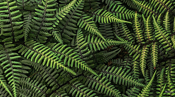 Ferns, fresh, foliage, green HD wallpaper