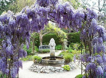 blue wisteria, garden, nature, flowers HD wallpaper
