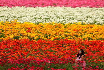 The First Day of Spring, Carlsbad, March 20 2017, First day of spring, Giant Tecolote Ranunculus flowers, Flower Fields, Field, California HD wallpaper