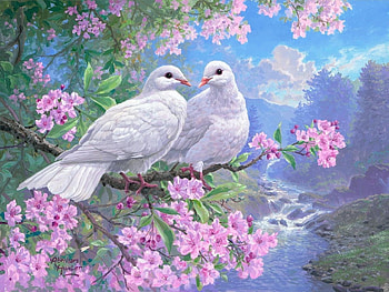 amorous...., birds, springtime, dove, spring HD wallpaper