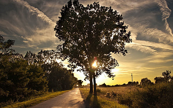 Nature, Shine, Light, Wood, Tree, Path, Stroll, Trail HD wallpaper