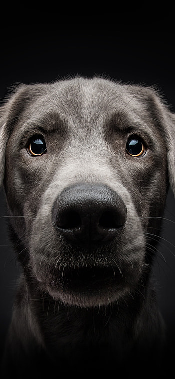 Dog for , , Source for HD phone wallpaper