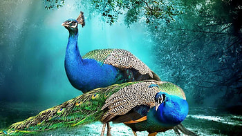 The most beautiful animal in the world HD wallpaper