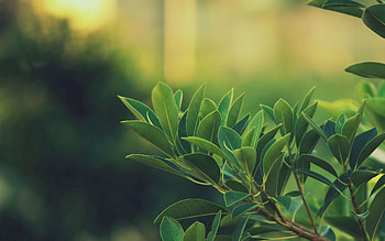 Nature, Grass, Leaves, Dark HD wallpaper