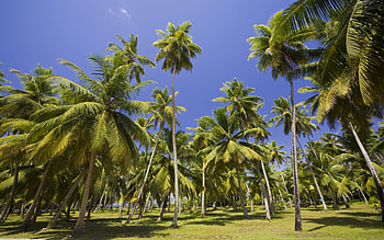Exotic Palms, blue, skies, tropical, beautiful, nature HD wallpaper