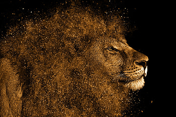 Lion Art , lion, animals HD wallpaper