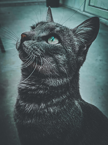 Kedi, Mavi, Canlı, Göz, Hayvan HD phone wallpaper