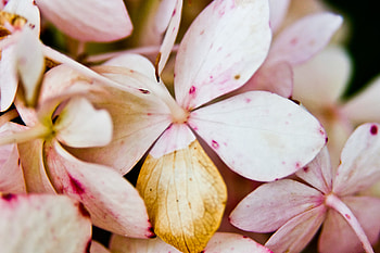 Flowers, Flower, Light, Petals, Light Coloured HD wallpaper
