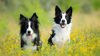 Collie , Furry cuteness, Canine elegance, Adorable doggie HD wallpaper
