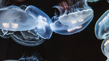 Jellyfish glow, Close-up view, Immersive , Aquatic life HD wallpaper