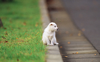 Animals, Sit, Road, Puppy, Kid, Tot HD wallpaper