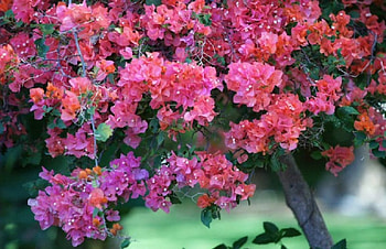 Pink Bonsai, pink, nature, flowers, tree, bonsai HD wallpaper