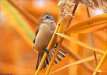 Beautiful Bird, cool, beautiful, bird HD wallpaper