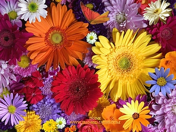 POWER FLOWERS, purple, colorful, bright, red, flowers, orange HD wallpaper