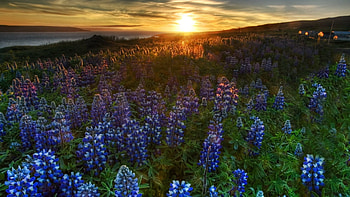 Bluebonnet, Sunset nature, Blue flowers, backgrounds HD wallpaper