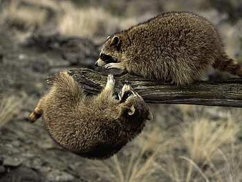 Two racoons playing, animal, mammal, raccoon, nature, play HD wallpaper
