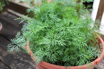 Companion plants for dill, Gardening partnerships, Harmonious growth, Symbiotic relationships HD wallpaper